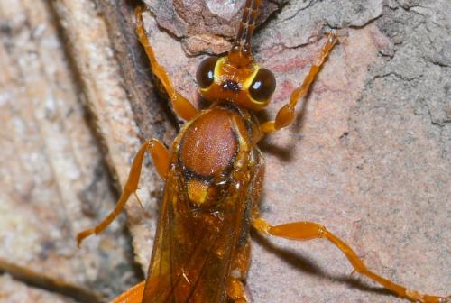 Réf. 209 106 : Lymantrichneumon disparis